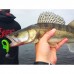 Виброхвосты съедобные LJ Pro Series MINNOW 5.5in (13.90)/T18 4шт.